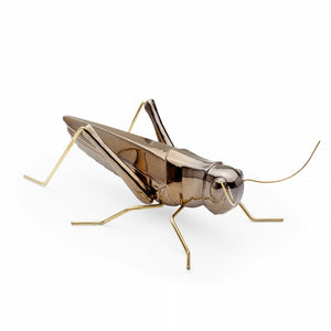 Fauna Grasshopper